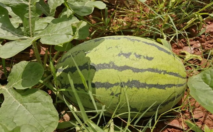 豐收酬汗水，“甜透”了歐博人