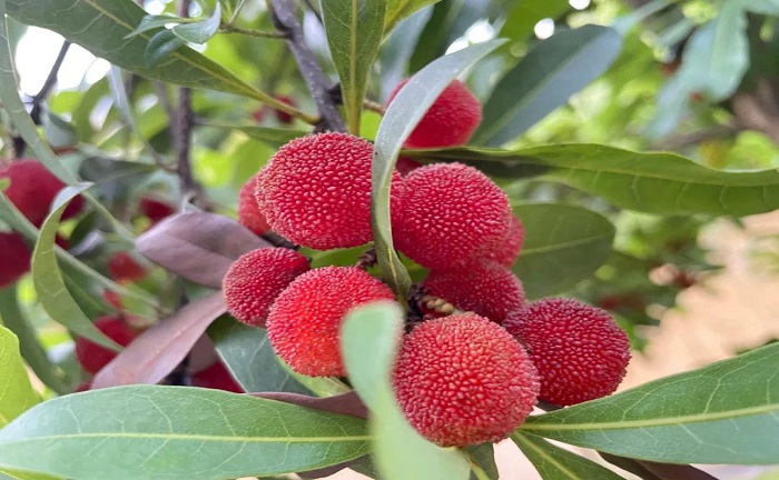 歡歌笑語，滿載而歸丨公司組織員工采摘楊梅活動