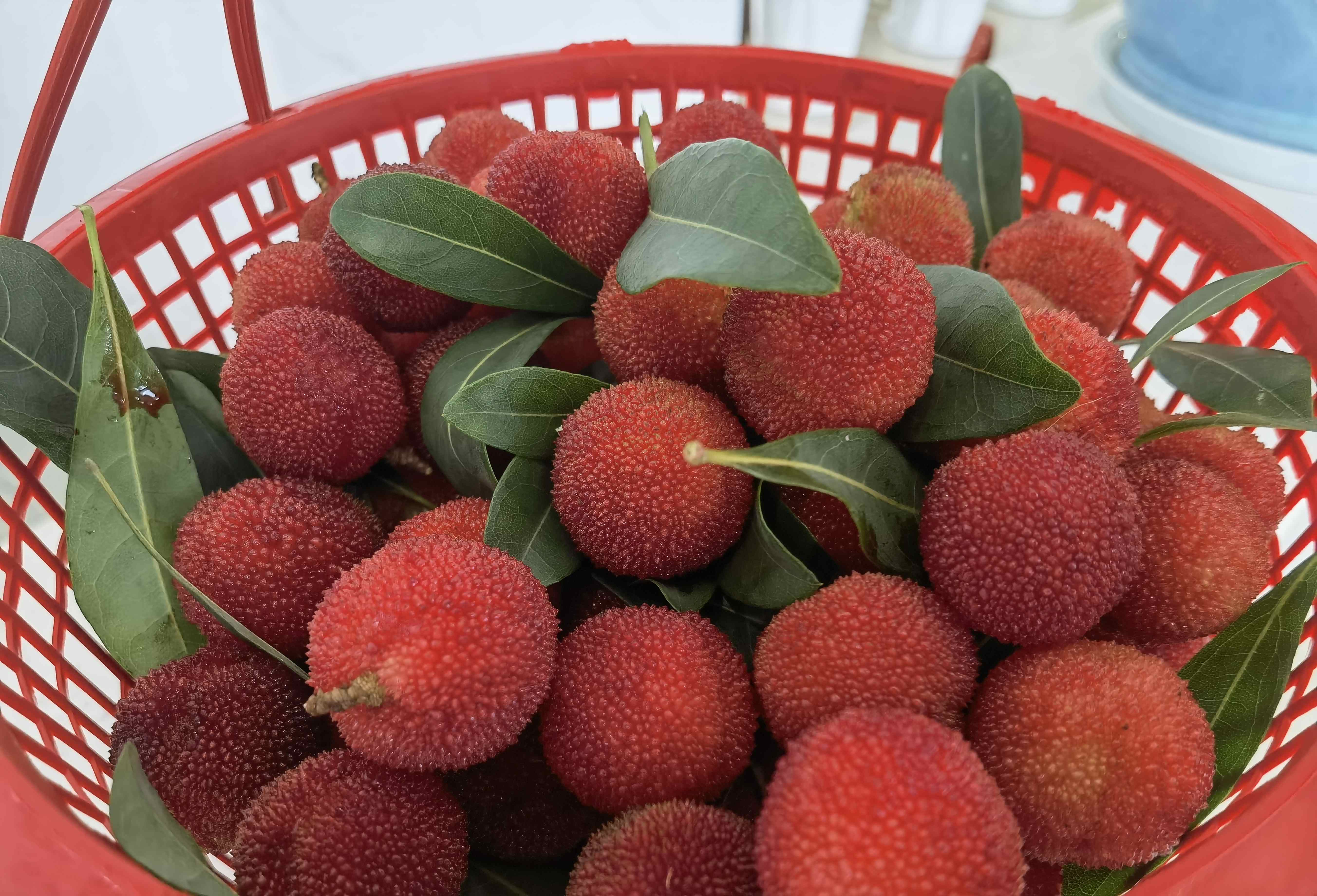 參觀歐博綠色工廠，品嘗現(xiàn)摘楊梅~