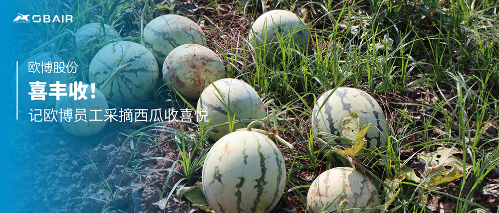喜豐收！記歐博員工采摘西瓜收喜悅